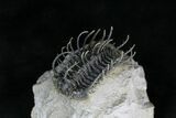 Spine-On-Spine Koneprusia Trilobite - Spectacular #22125-3